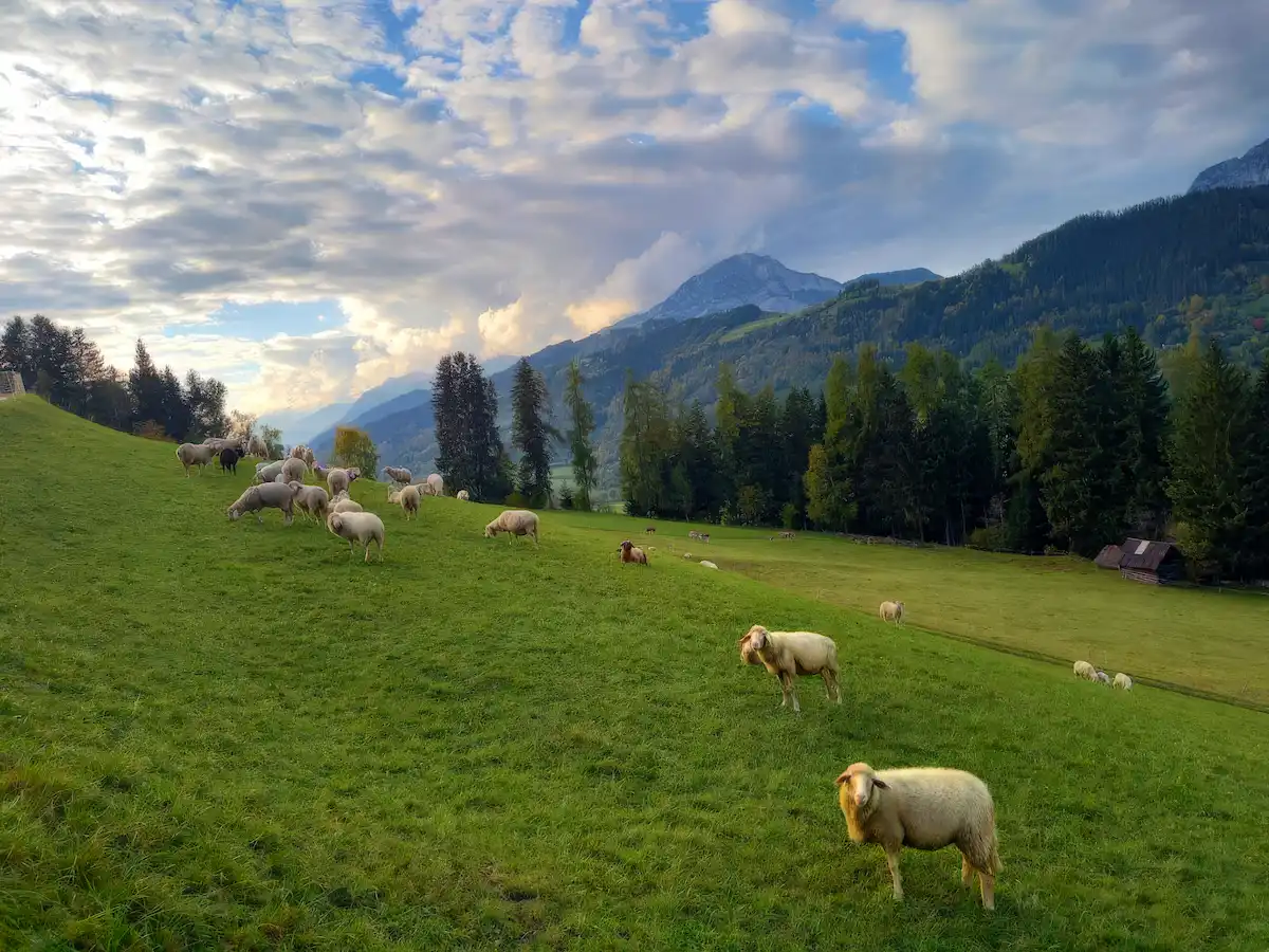 Schafe auf einer Almwiese vor Bergen in der Steiermark